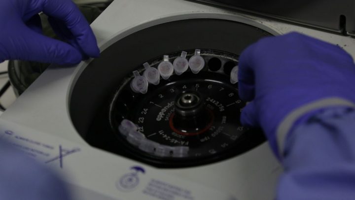 Instituto Butantan pretende desenvolver anticorpos contra covid-19