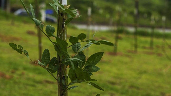 Semana do Meio Ambiente será lembrada com Oficina ODS Objetivos de Desenvolvimento Sustentável