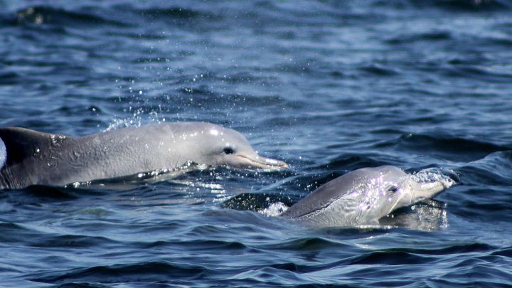 No Dia Mundial dos Oceanos, Petrobras anuncia apoio a quatro projetos
