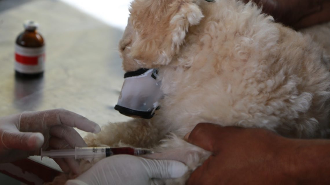 Prefeitura de Santana de Parnaíba realiza a castração gratuita de mais de 200 animais de estimação