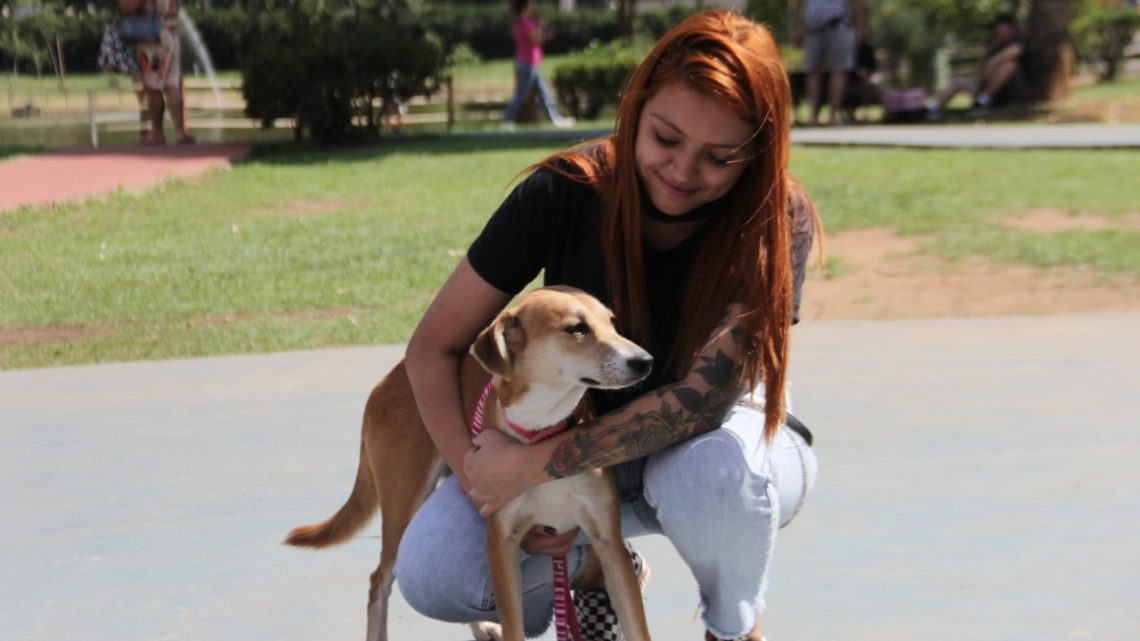Sábado é dia de Feira de Adoção de Cães no Parque Dom José