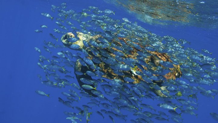 Hoje é Dia: semana tem Dia Mundial do Meio Ambiente e dos Oceanos