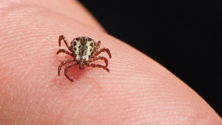 Saúde atualiza para 53 os casos de febre maculosa, com 8 mortes