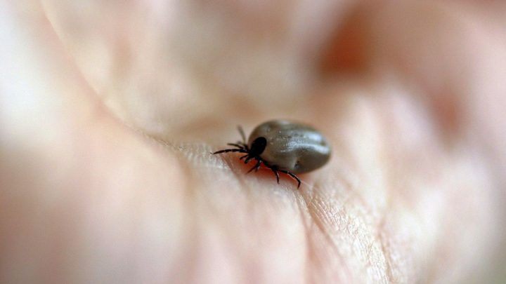 SP confirma dois novos casos de febre maculosa no estado